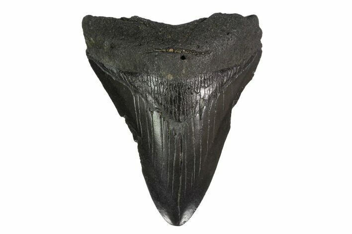 Fossil Megalodon Tooth - Georgia #144360
